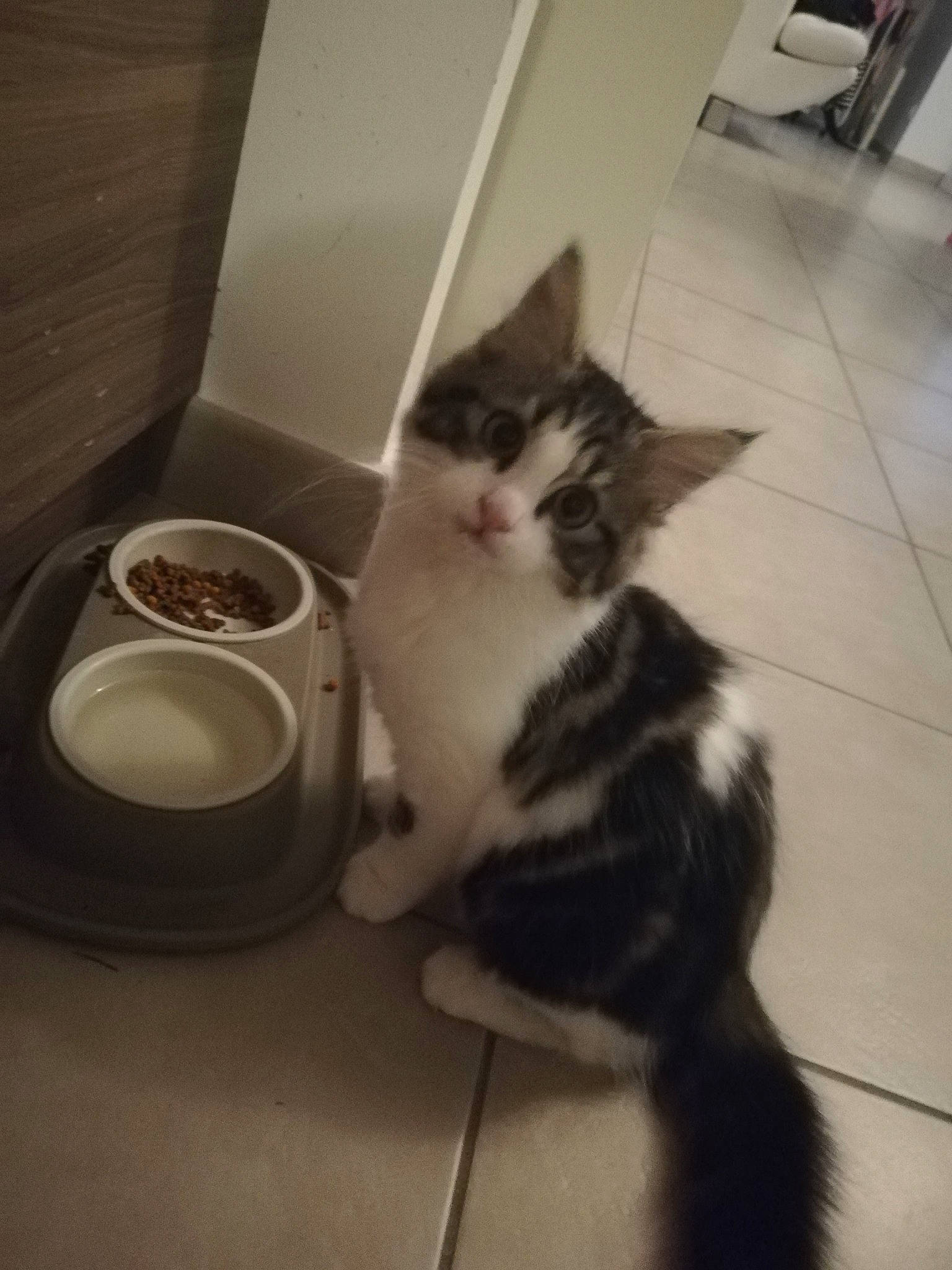 Plume participe au concours pour gagner de l'argent avec cette photo : black_and_white, carnivore, cat, domestic_short_haired_cat, european_shorthair, felidae, fur, kitten, norwegian_forest_cat, polydactyl_cat, small_to_medium_sized_cats, tail, whiskers