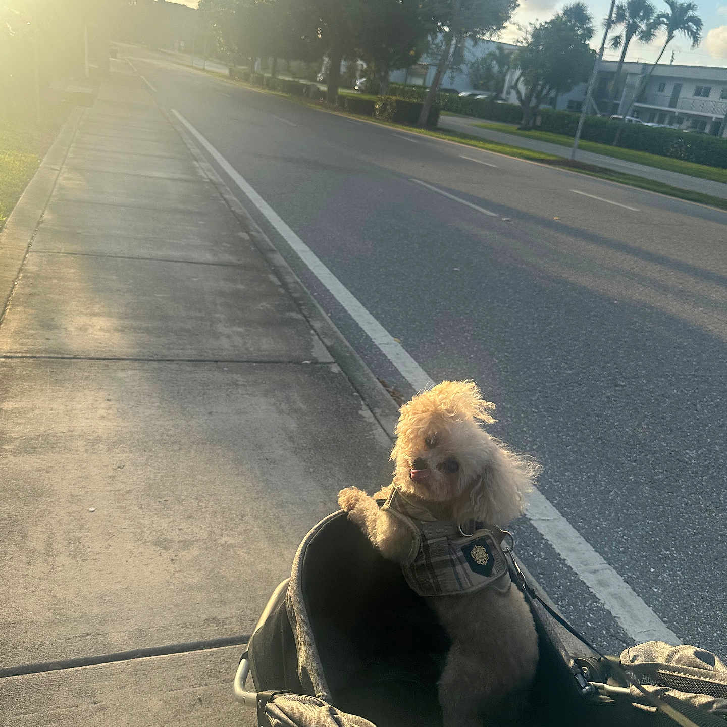 Tedman joined the competition — help win amazing prizes! animal, canine, city, dog, face, head, nature, outdoors, palmtree, person, pet, plant, puppy, road, sky, street, summer, tree, urban, vegetation