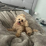 Ted is registered to the contest to win money with this photo: animal, bed, blanket, cozy, curly_fur, cute, dog, fur, gray, headboard, indoor, lamp, nightstand, pet, pillow, plush, relaxed, small_dog, tongue_out, water_bottle