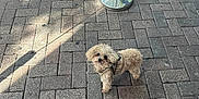 Ted joined the competition — help win amazing prizes! animal, brick, curious, curly_fur, cute, daylight, dog, harness, lamp_post, leash, outdoor, pavement, pet, pole, shadow, sidewalk, small_dog, standing, urban, walking
