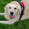 animal, black_harness, closeup, cream_fur, cute, dog, floppy_ears, golden_retriever, grass, green_lawn, happy, harness, long_fur, lying_down, outdoor, pet, portrait, red_harness, smiling, tongue_out