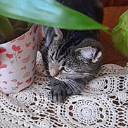 Zaya participe au concours pour gagner de l'argent avec cette photo : animal, cat, cozy, crocheted_doily, feline, flowerpot, gray_fur, green_eyes, home_decor, houseplant, indoors, lace, leaves, lying_down, pet, portrait, striped_fur, tabby_cat, whiskers, wooden_table