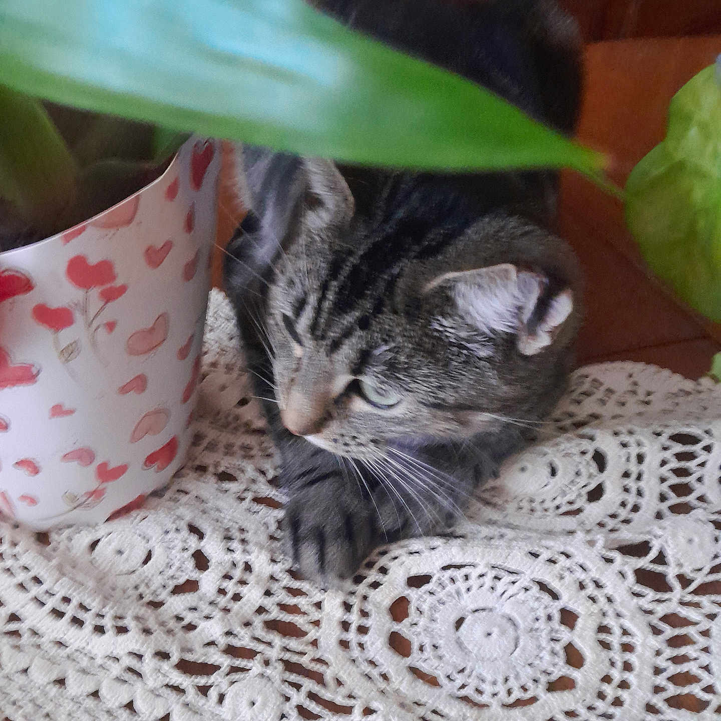 Zaya