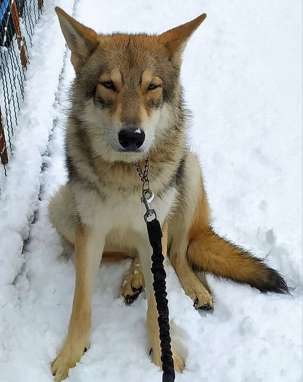 Odin participe au concours pour gagner de l'argent avec cette photo : canidae, canis, canis_lupus_tundrarum, carnivore, czechoslovakian_wolfdog, dog, dog_breed, greenland_dog, kunming_wolfdog, mammal, native_american_indian_dog, northern_inuit_dog, saarloos_wolfdog, sakhalin_husky, seppala_siberian_sleddog, tamaskan_dog, utonagan, vertebrate, wolf, wolfdog