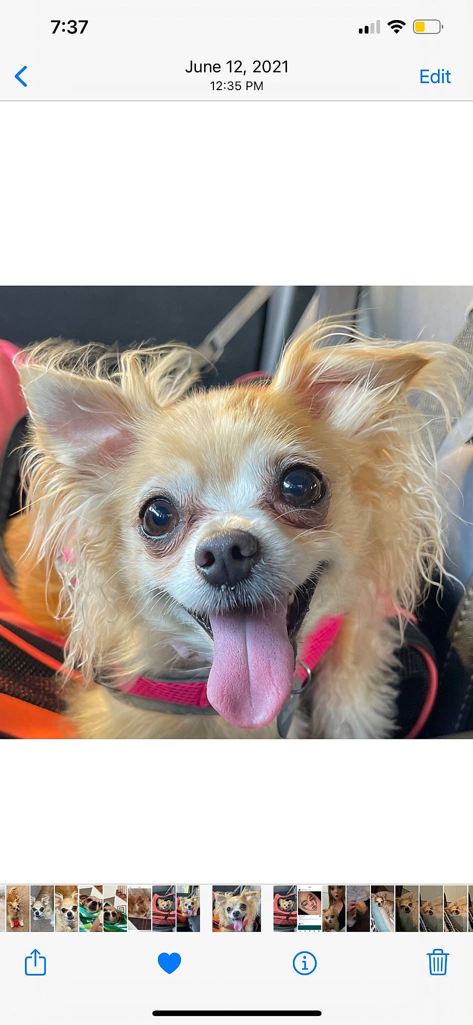 Cleo joined the competition — help win amazing prizes! beauty, blond, canidae, carnivore, chihuahua, companion_dog, dog, dog_breed, dog_supply, eye, fawn, head, liver, pink, plant, snout, sporting_group, sunglasses, toy_dog, whiskers