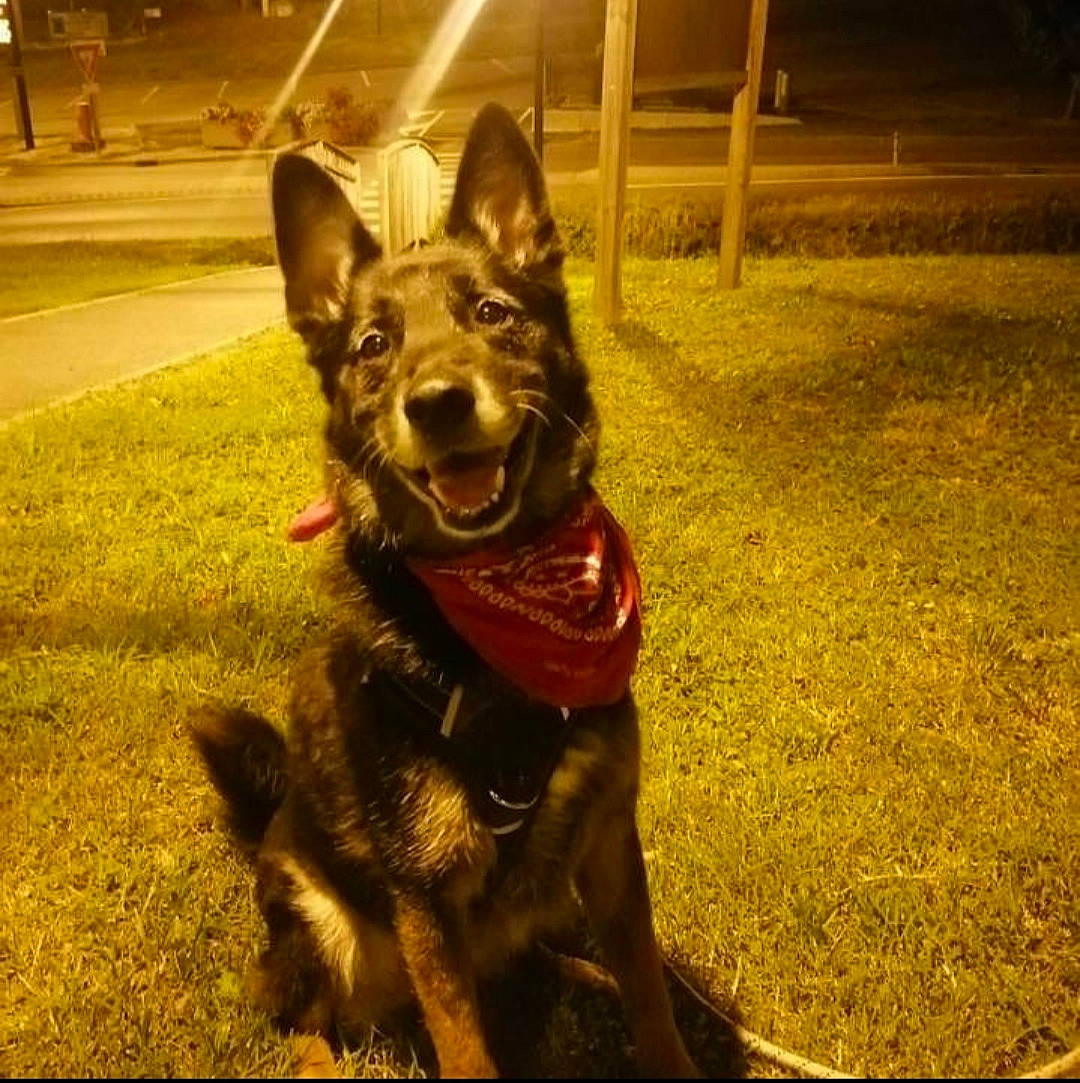 Fighter participe au concours pour gagner de l'argent avec cette photo : art, canidae, canis, carnivore, companion_dog, dog, dog_breed, dog_collar, dog_supply, east_european_shepherd, fur, grass, guard_dog, herding_dog, snout, sporting_group, tints_and_shades, whiskers, working_animal, working_dog