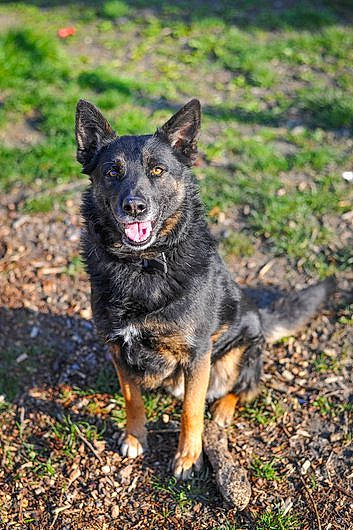 Fighter participe au concours pour gagner de l'argent avec cette photo : art, australian_cattle_dog, canidae, carlin_pinscher, carnivore, companion_dog, dog, dog_breed, grass, guard_dog, herding_dog, plant, snout, sporting_group, terrestrial_animal, working_animal, working_dog