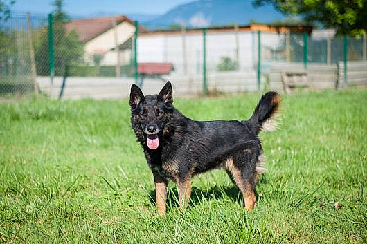 Fighter participe au concours pour gagner de l'argent avec cette photo : canidae, carnivore, companion_dog, dog, dog_breed, dog_supply, grass, guard_dog, plant, sky, snout, sporting_group, tail, terrestrial_animal, tree, wildlife, working_dog