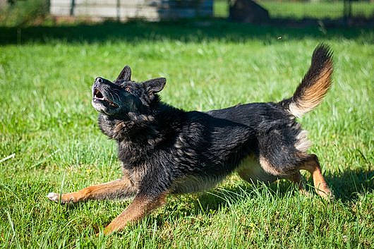 Fighter participe au concours pour gagner de l'argent avec cette photo : canidae, carnivore, companion_dog, dog, dog_breed, grass, guard_dog, herding_dog, hunting_dog, old_german_shepherd_dog, plant, snout, sporting_group, tail, terrestrial_animal, wildlife, working_dog