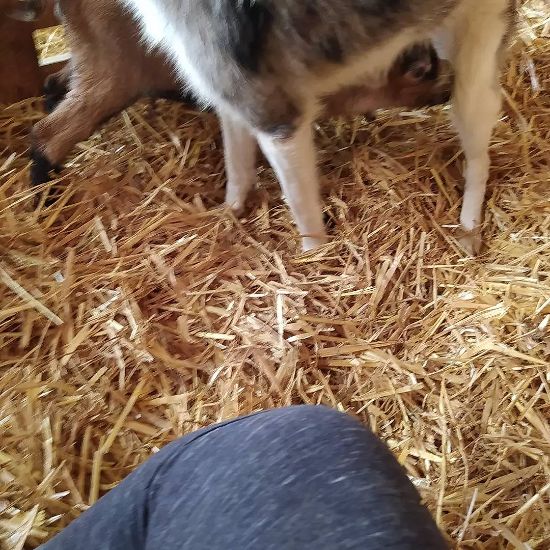 Laïka a rejoint le concours — aidez-le/la à gagner de superbes lots ! carnivore, dairy, dog, dog_breed, foot, fur, goats, grass, hay, human_leg, light, livestock, mammal, pasture, soil, straw, tail, vertebrate, whiskers, working_animal