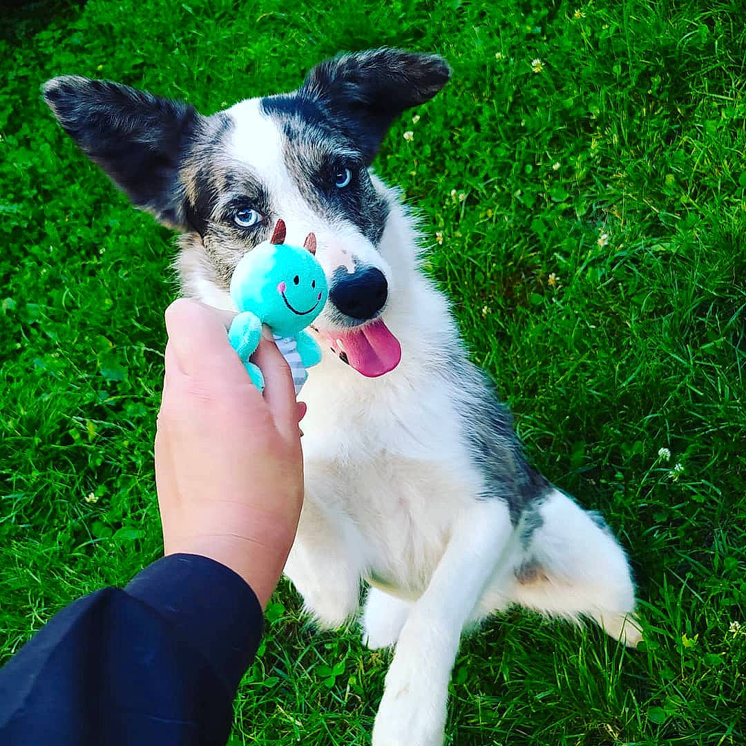 Laïka a rejoint le concours — aidez-le/la à gagner de superbes lots ! carnivore, chihuahua, companion_dog, dog, dog_breed, dog_supply, fawn, fur, gesture, grass, groundcover, happy, paw, plant, snout, sporting_group, tail, toy_dog, whiskers, working_animal