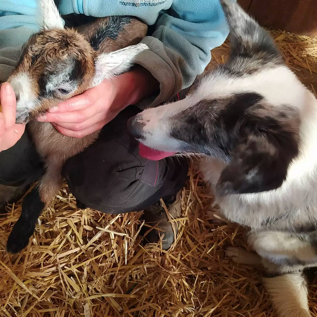 Laïka participe au concours pour gagner de l'argent avec cette photo : canidae, companion_dog, dog, dog_breed, fawn, fur, grass, hay, livestock, mammal, natural_material, paw, snout, sporting_group, straw, terrestrial_animal, vertebrate, wildlife_biologist, working_animal