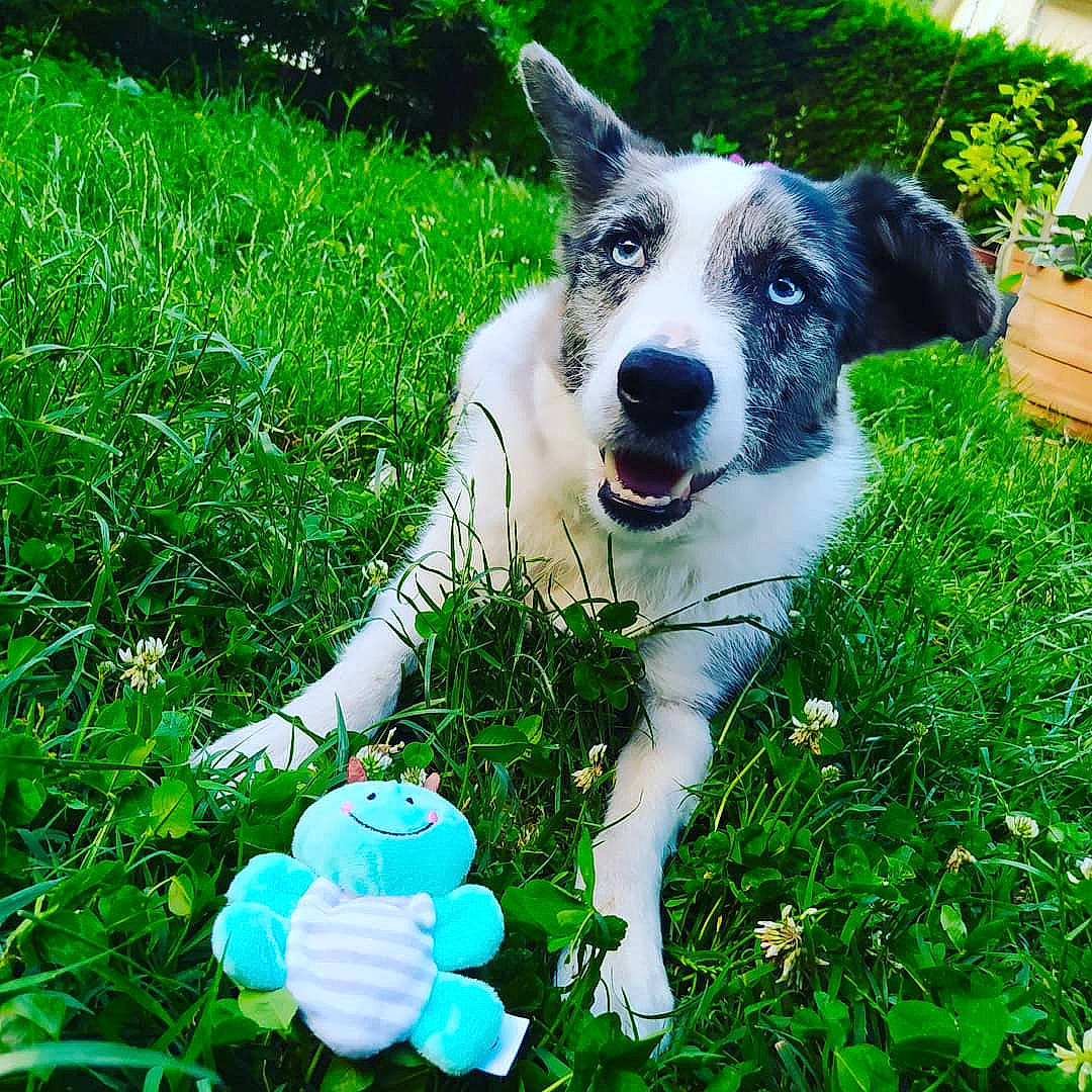 Laïka participe au concours pour gagner de l'argent avec cette photo : carnivore, collar, companion_dog, dog, dog_breed, flowerpot, garden, grass, grassland, green, groundcover, herding_dog, houseplant, lawn, people_in_nature, plant, terrestrial_plant, whiskers, working_animal, working_dog