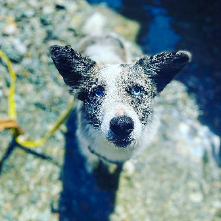 Laïka participe au concours pour gagner de l'argent avec cette photo : canidae, carnivore, companion_dog, dog, dog_breed, electric_blue, fawn, fur, grass, natural_landscape, organism, plant, sky, snout, soil, sporting_group, terrestrial_animal, whiskers, wildlife, working_animal