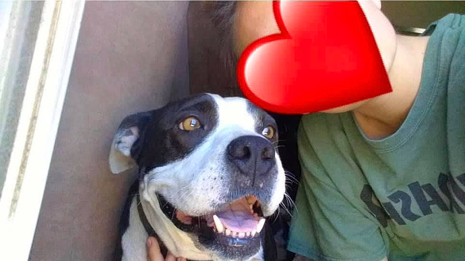 Drama joined the competition — help win amazing prizes! carnivore, companion_dog, dog, dog_breed, fur, snout, sporting_group, t_shirt, whiskers, working_animal, working_dog