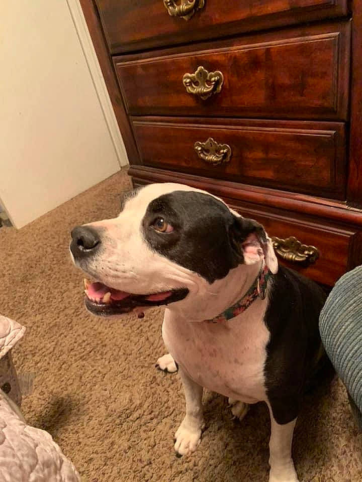 Drama joined the competition — help win amazing prizes! cabinetry, carnivore, chest_of_drawers, collar, companion_dog, cupboard, dog, dog_breed, dog_collar, drawer, dresser, fawn, floor, flooring, hardwood, snout, varnish, wood, wood_stain, working_animal