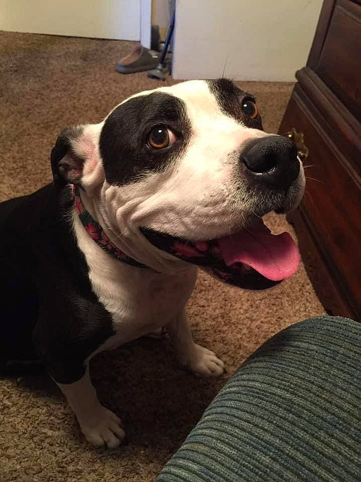 Drama is registered to the contest to win money with this photo: canidae, carnivore, collar, comfort, companion_dog, dog, dog_breed, dog_collar, fawn, flooring, fur, hardwood, molosser, non_sporting_group, snout, sporting_group, terrestrial_animal, whiskers, wood, working_animal