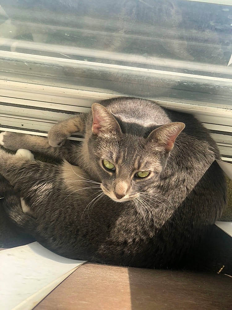 Ashy Gil is registered to the contest to win money with this photo: carnivore, cat, domestic_short_haired_cat, eye, felidae, fur, grey, metal, paw, road_surface, sitting, small_to_medium_sized_cats, snout, tail, terrestrial_animal, tree, whiskers, wildlife, window, wood