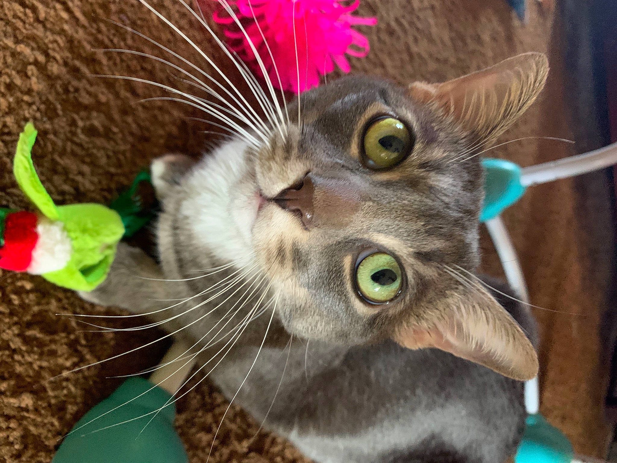 Ashy Gil joined the competition — help win amazing prizes! carnivore, cat, cat_toy, claw, domestic_short_haired_cat, ear, event, felidae, fur, grass, iris, musical_instrument, organism, paw, petal, plant, small_to_medium_sized_cats, snout, tail, whiskers