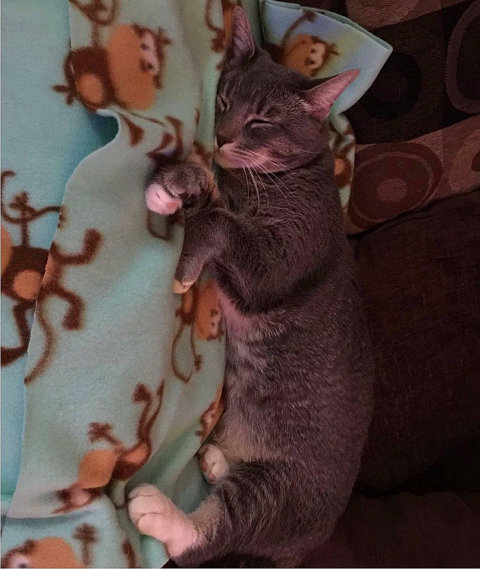 Ashy Gil is registered to the contest to win money with this photo: art, black_cat, carnivore, cat, comfort, doll, domestic_short_haired_cat, fawn, felidae, fictional_character, fur, linens, pattern, paw, small_to_medium_sized_cats, stuffed_toy, tail, toy, visual_arts, whiskers