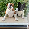 animal, black_and_white, brown_and_white, canine, close_up, curious, dog, domestic_animal, door, friendship, front_paws, glass, grass, hopeful, looking, outdoor, pets, puppy, standing, window