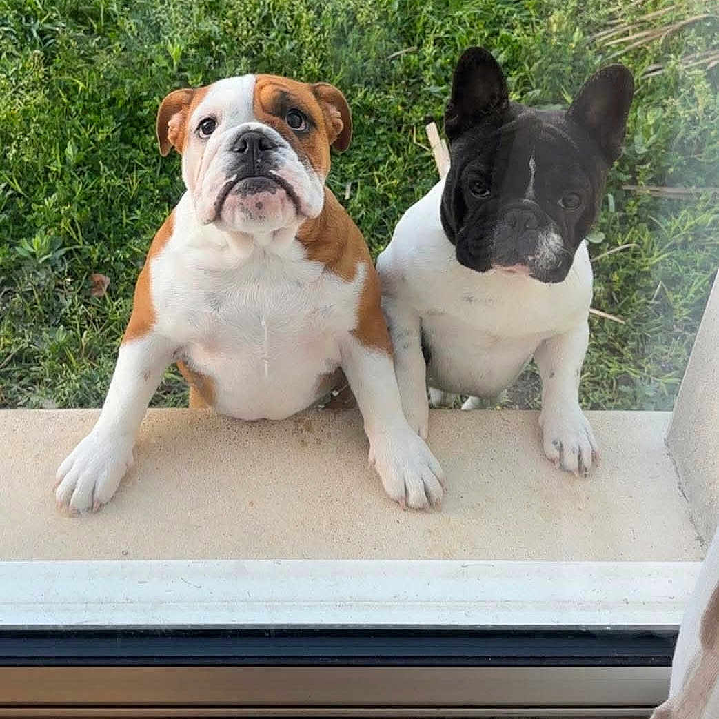 Ana'Belle Al'caponne a rejoint le concours — aidez-le/la à gagner de superbes lots ! animal, black_and_white, brown_and_white, canine, close_up, curious, dog, domestic_animal, door, friendship, front_paws, glass, grass, hopeful, looking, outdoor, pets, puppy, standing, window