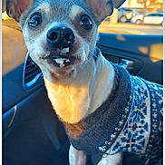 Scooby is registered to the contest to win money with this photo: dog, small_dog, chihuahua, sweater, blue_sweater, white_sweater, car_interior, window, sunlight, food_on_face, cute, pet, animal, looking_at_camera, portrait, daylight, car_seat, close_up, ears_up, expression