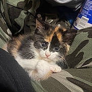 Emerald joined the competition — help win amazing prizes! kitten, cat, calico, fur, cute, animal, pet, camo_pattern, fabric, resting, cozy, closeup, whiskers, small, young, adorable, indoor, soft_lighting, curious, comfort