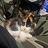 kitten, cat, calico, fur, cute, animal, pet, camo_pattern, fabric, resting, cozy, closeup, whiskers, small, young, adorable, indoor, soft_lighting, curious, comfort