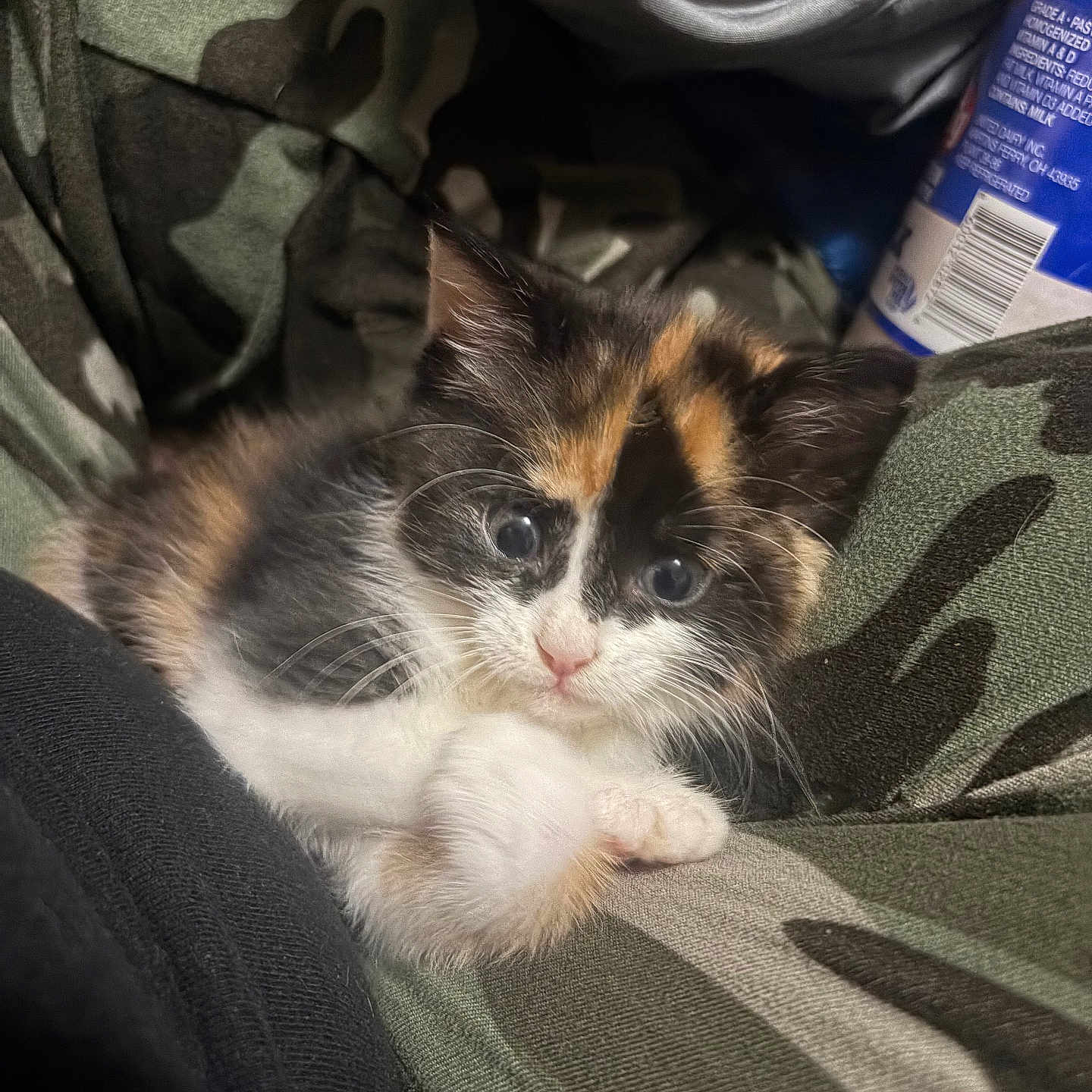 Emerald joined the competition — help win amazing prizes! kitten, cat, calico, fur, cute, animal, pet, camo_pattern, fabric, resting, cozy, closeup, whiskers, small, young, adorable, indoor, soft_lighting, curious, comfort
