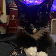 Angel joined the competition — help win amazing prizes! kitten, cat, black_and_white, whiskers, paws, close_up, indoor, blurred_background, fabric, zipper, pet, animal, feline, cute, young_animal, domestic_cat, resting, soft_lighting, portrait, fur