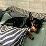 dog, black_dog, couch, pillow, zebra_stripe, indoor, pet, resting, relaxed, canine, fur, ears, animal, comfort, home, furniture, laying, snout, paw, quiet
