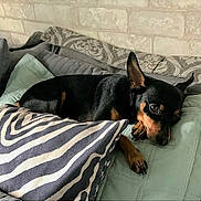 Cooper joined the competition — help win amazing prizes! animal, black_dog, couch, cozy, dog, ears_up, fur, home, indoor, patterned_pillow, paw, pet, pillows, quilted_pillow, relaxed, resting, small_dog, stone_wall, striped_pillow, tan_markings