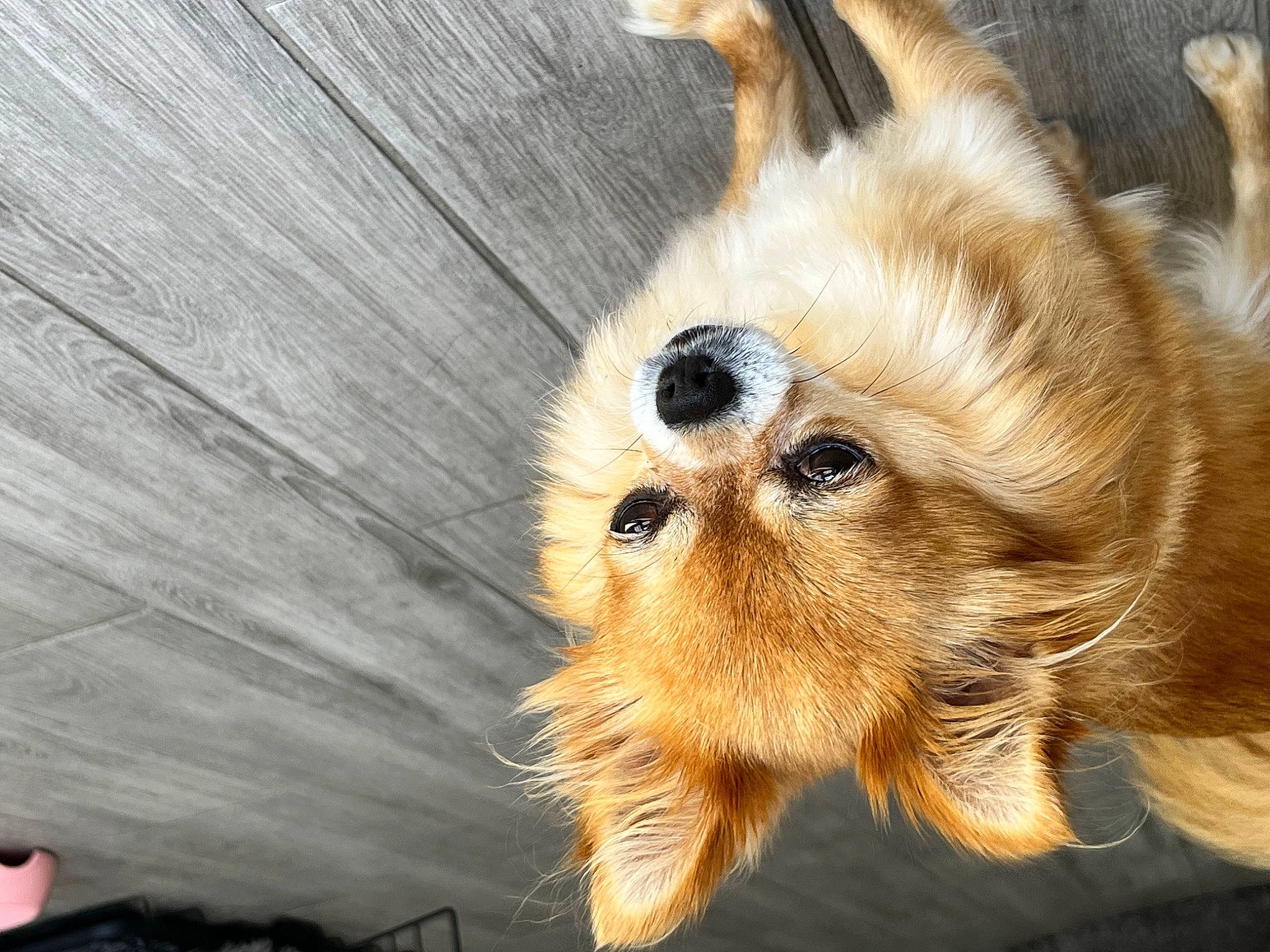 Gismo joined the competition — help win amazing prizes! canidae, carnivore, claw, companion_dog, dog, dog_breed, fawn, felidae, fur, liver, puppy, small_to_medium_sized_cats, spitz, sporting_group, tail, terrestrial_animal, toy_dog, whiskers, wood, working_animal