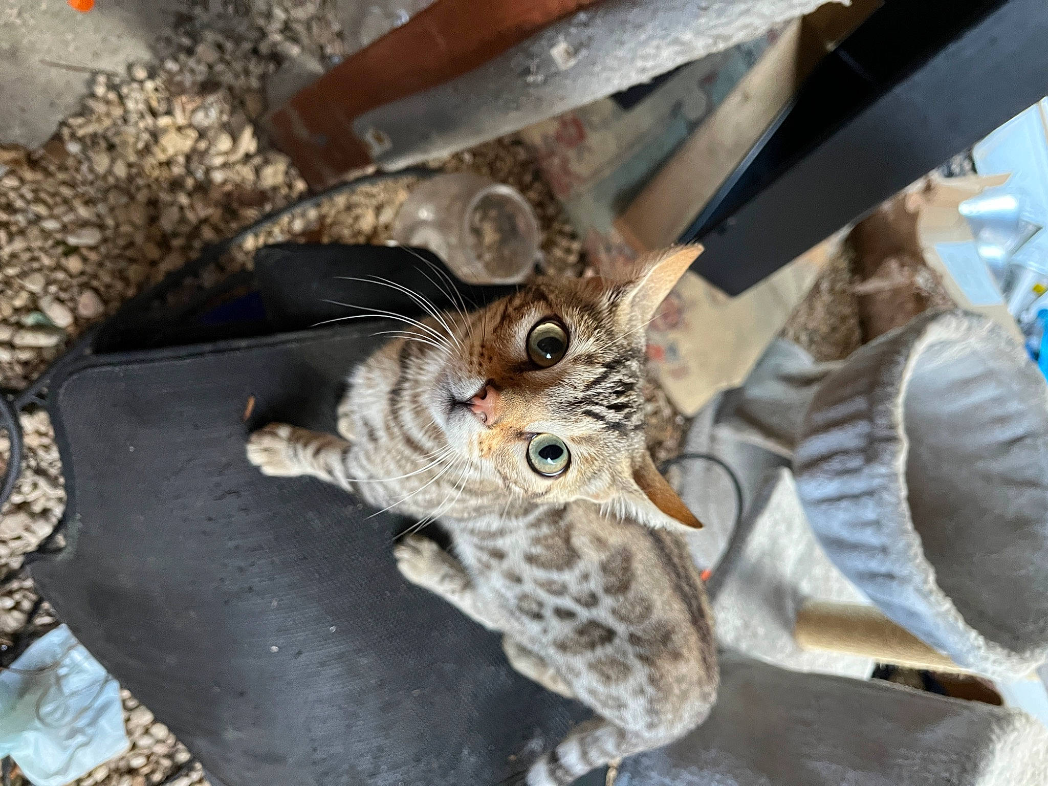 Blade joined the competition — help win amazing prizes! cat, claw, domestic_short_haired_cat, felidae, fur, insect, metal, mythical_creature, paw, small_to_medium_sized_cats, snout, soil, tail, terrestrial_animal, tree, whiskers, wildlife, wing, wood