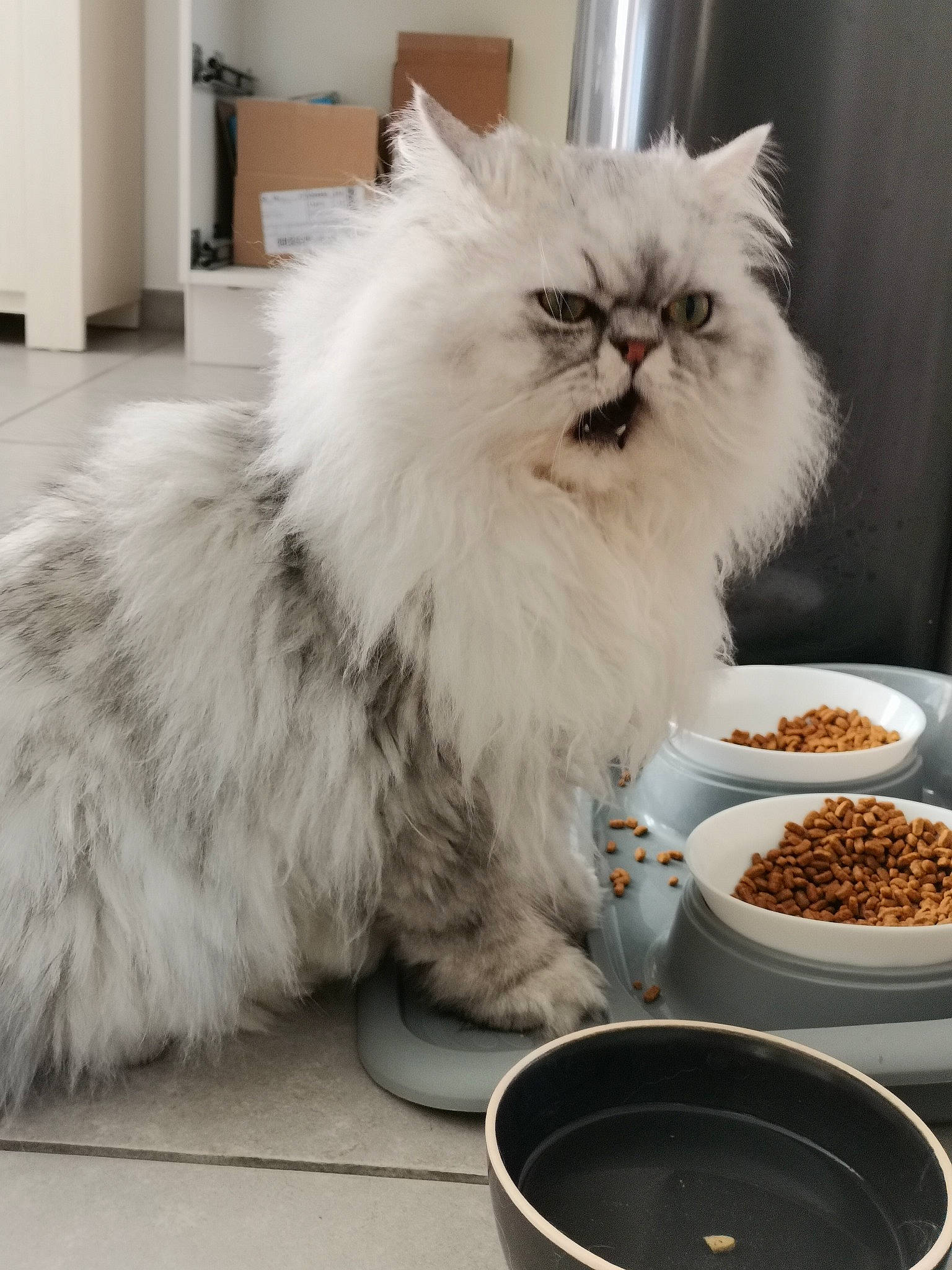 Neko participe au concours pour gagner de l'argent avec cette photo : bowl, british_longhair, carnivore, cat, comfort_food, cuisine, dish, felidae, food, fur, ingredient, mixing_bowl, persian, pet_food, recipe, serveware, small_to_medium_sized_cats, snout, tableware, whiskers