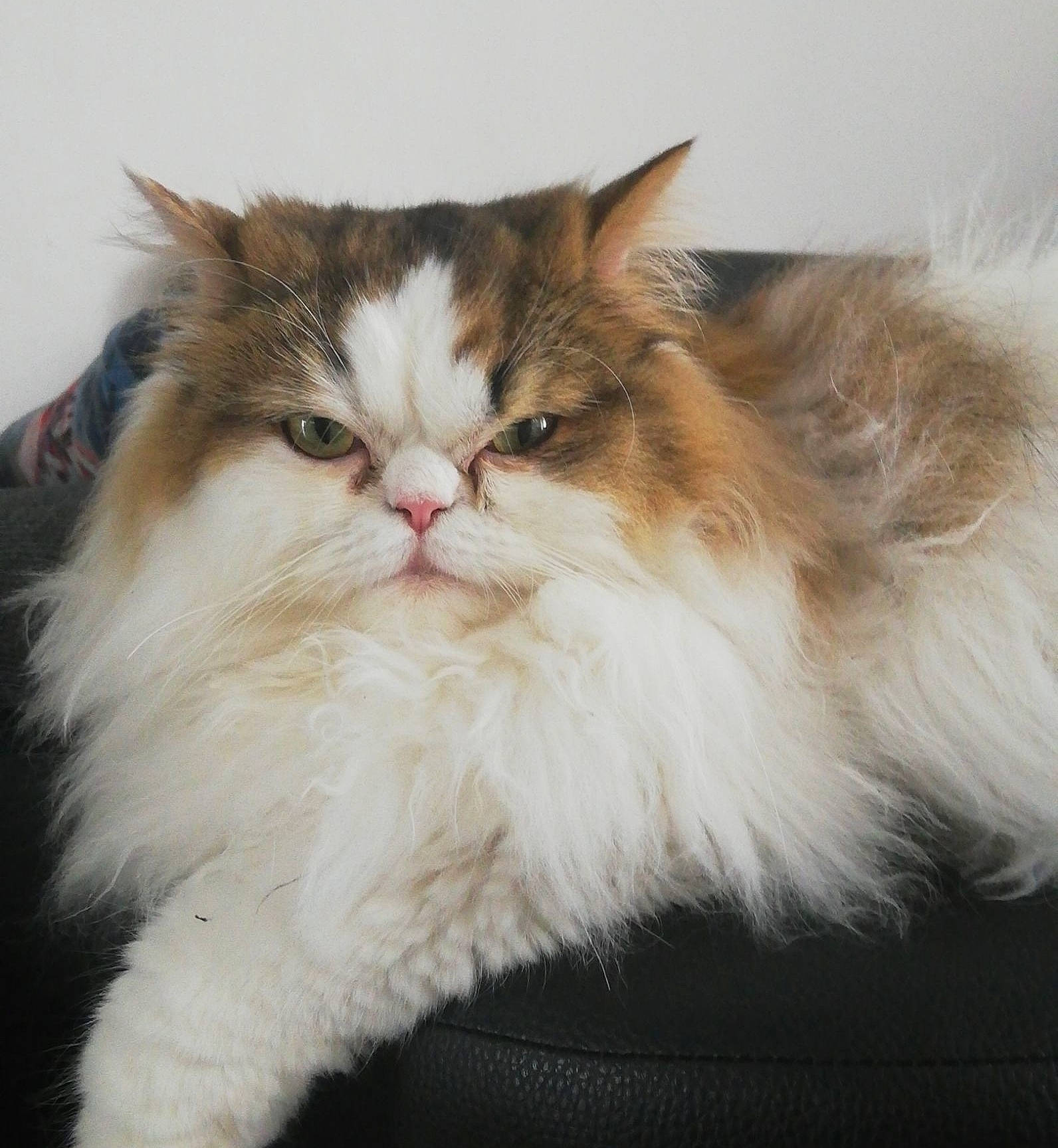 Pompom participe au concours pour gagner de l'argent avec cette photo : british_longhair, carnivore, cat, claw, fawn, felidae, fur, paw, persian, plant, small_to_medium_sized_cats, snout, tail, terrestrial_animal, whiskers