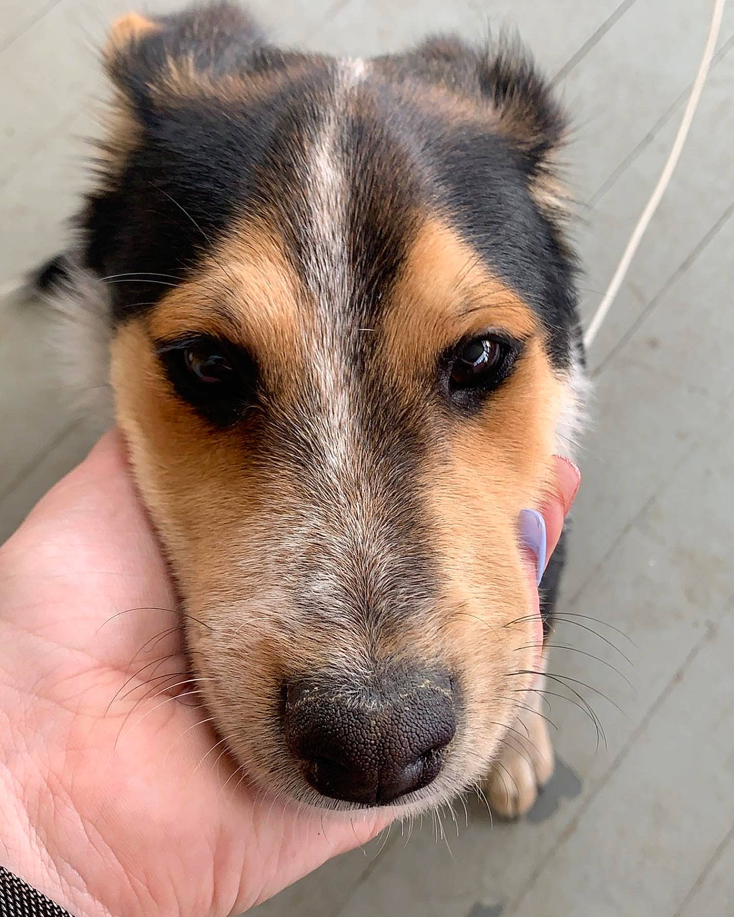 Juice joined the competition — help win amazing prizes! ancient_dog_breeds, canidae, carnivore, companion_dog, dog, dog_breed, fawn, fur, herding_dog, paw, puppy, snout, sporting_group, street_dog, terrestrial_animal, whiskers, working_animal, working_dog