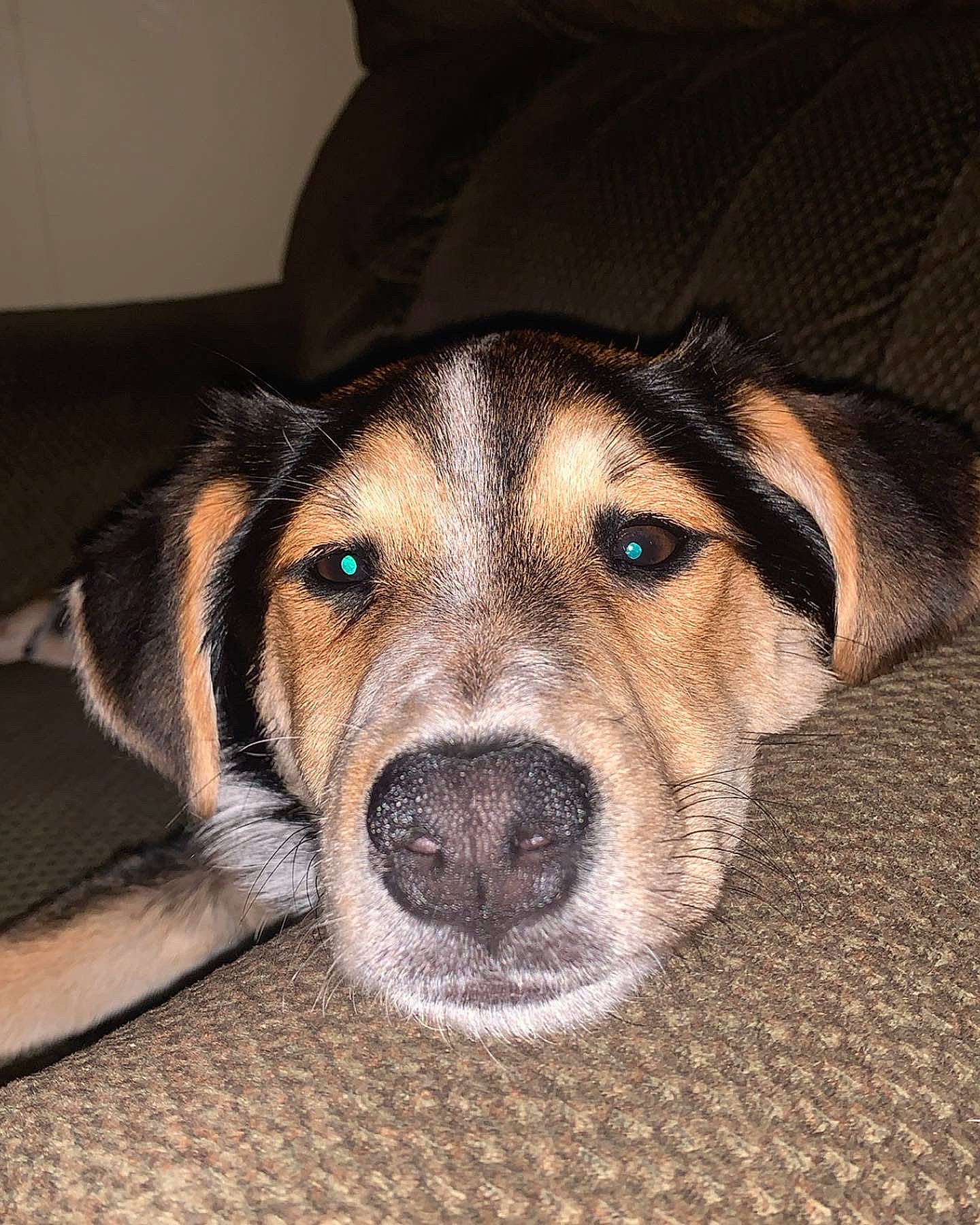 Juice joined the competition — help win amazing prizes! canidae, carnivore, comfort, companion_dog, dog, dog_breed, fawn, flooring, fur, paw, puppy, snout, sporting_group, terrestrial_animal, whiskers, working_animal, working_dog