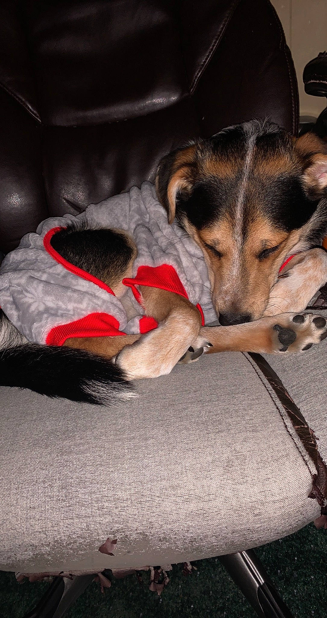 Juice joined the competition — help win amazing prizes! canidae, carnivore, collar, comfort, companion_dog, dog, dog_breed, dog_supply, fawn, flooring, fur, leash, nap, paw, pet_supply, sitting, snout, sporting_group, terrestrial_animal, working_animal