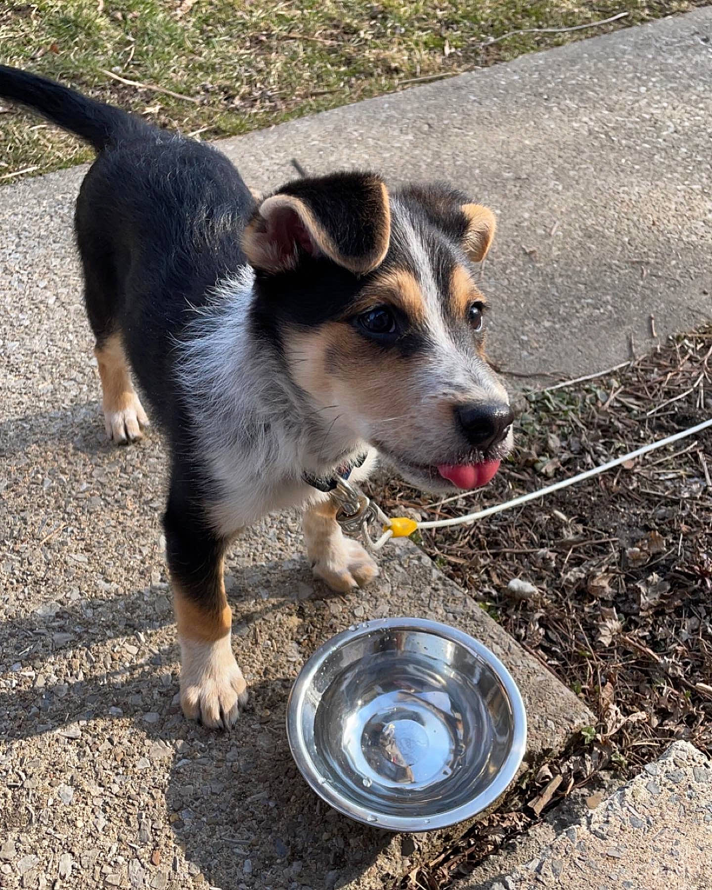 Juice joined the competition — help win amazing prizes! asphalt, automotive_tire, bowl, canidae, carnivore, companion_dog, dog, dog_breed, gas, paw, road_surface, serveware, snout, soil, sporting_group, street_dog, tail, terrestrial_animal, water, working_dog