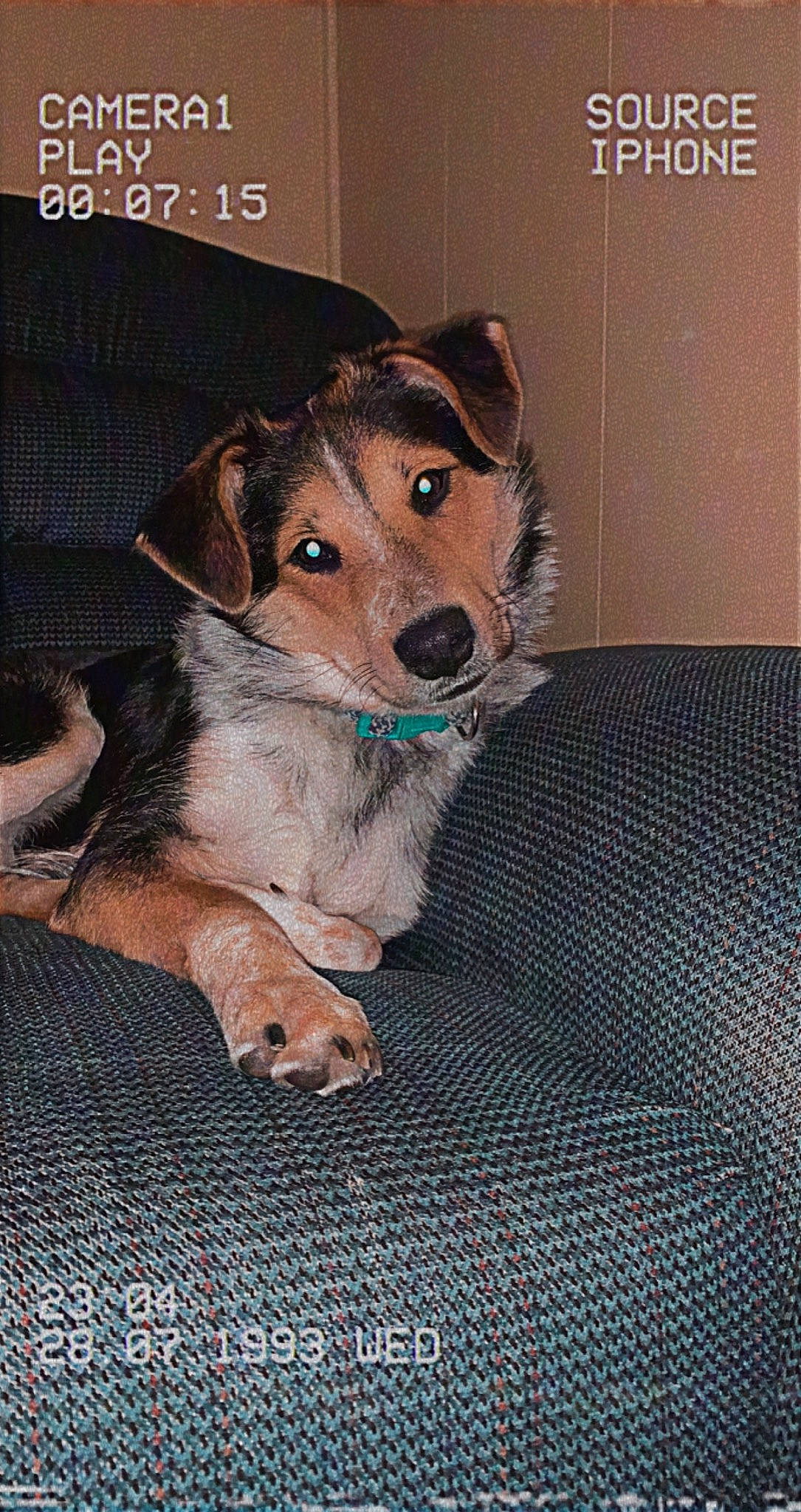 Juice joined the competition — help win amazing prizes! canidae, carnivore, companion_dog, dog, dog_breed, dog_clothes, dog_supply, flooring, font, fur, logo, paw, pet_supply, photo_caption, snout, sporting_group, terrestrial_animal, working_dog