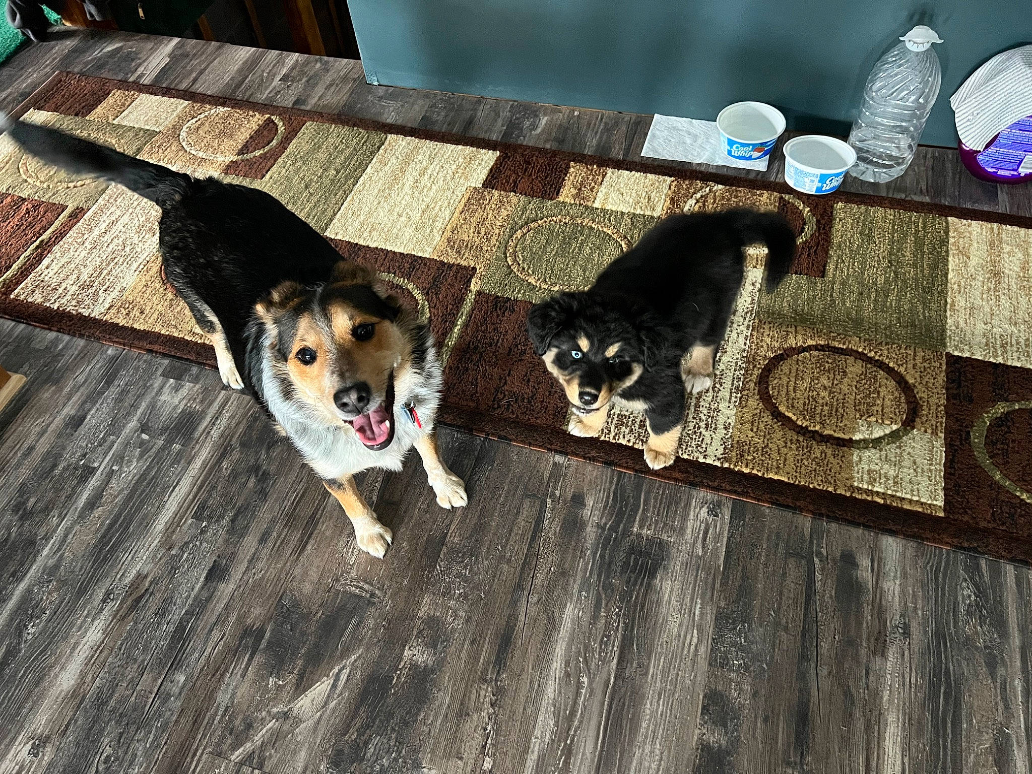 Athena is registered to the contest to win money with this photo: carnivore, collar, companion_dog, dog, dog_breed, dog_collar, dog_supply, fashion_accessory, fawn, floor, flooring, fur, hardwood, leash, paw, pet_supply, table, tail, toy_dog, wood