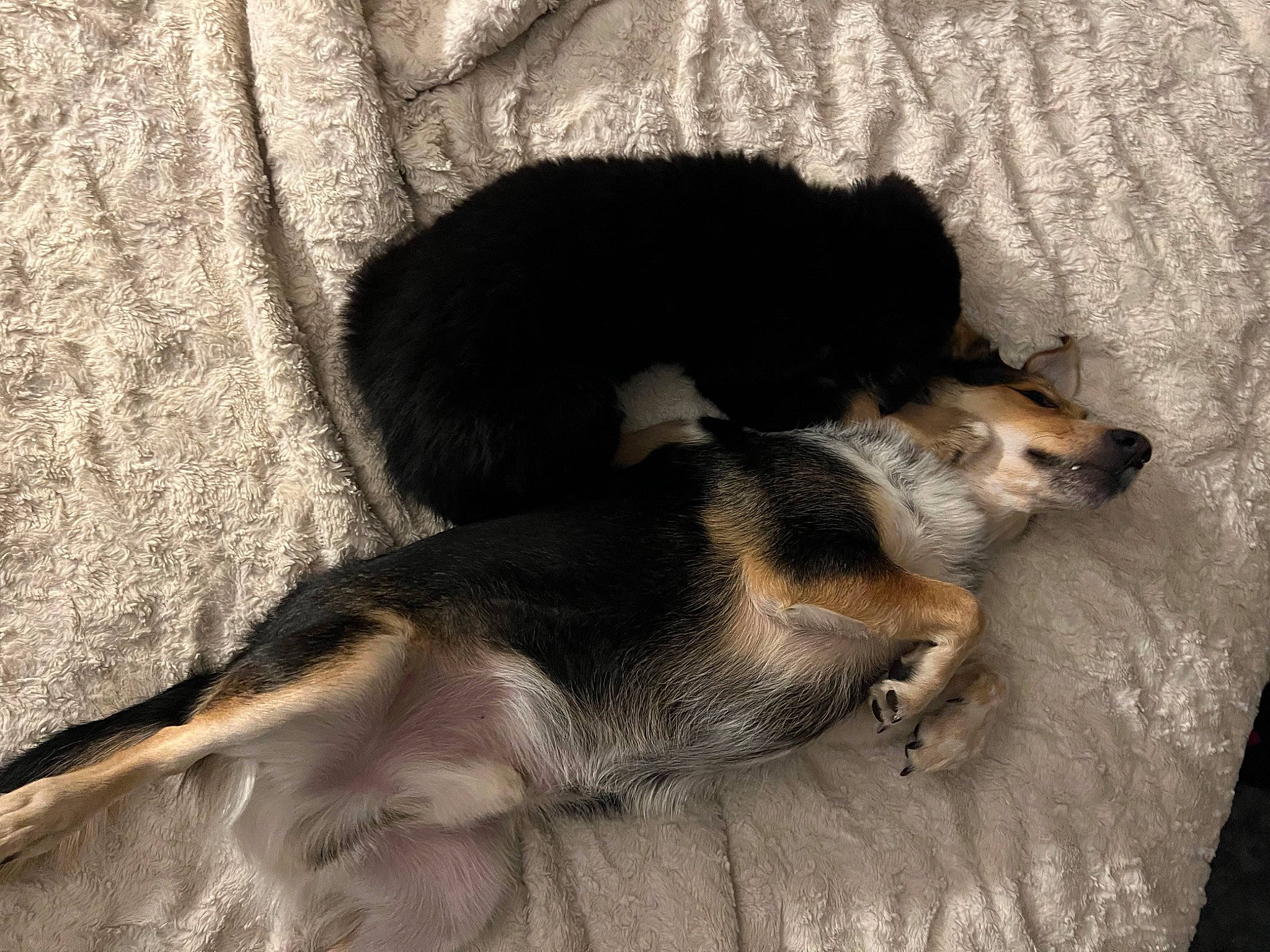 Athena is registered to the contest to win money with this photo: canidae, carnivore, comfort, companion_dog, dog, dog_breed, fawn, fur, nap, paw, puppy, sleep, snout, sporting_group, tail, terrestrial_animal, working_animal, working_dog