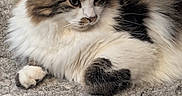 Ziggy is registered to the contest to win money with this photo: animal, black_fur, brown_fur, carpet, cat, closeup, cozy, cute, feline, fluffy, home, indoor, long_hair, paw, pet, portrait, relaxed, resting, tabby, white_fur