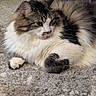 cat, fluffy, long_hair, carpet, indoor, pet, feline, resting, relaxed, cute, animal, tabby, white_fur, brown_fur, black_fur, closeup, portrait, paw, home, cozy