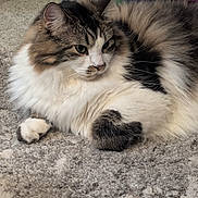 cat, fluffy, long_hair, carpet, indoor, pet, feline, resting, relaxed, cute, animal, tabby, white_fur, brown_fur, black_fur, closeup, portrait, paw, home, cozy