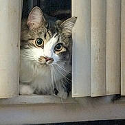 cat, curious, indoor, window, vertical_blinds, whiskers, peeking, closeup, pet, feline, domestic_animal, face, eyes, fur, tabby, white, quiet, still_life, home, animal
