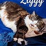 animal, blue_blanket, brown, cat, cozy, cute, domestic_cat, fluffy, fur, indoor, napping, paper, paws, pet, relaxed, resting, sleeping, tabby, text_overlay, white