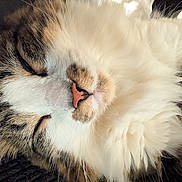 cat, sleeping, close_up, fluffy, fur, pink_nose, whiskers, pet, animal, domestic, cute, resting, face, feline, soft, adorable, peaceful, indoor, relaxed, portrait
